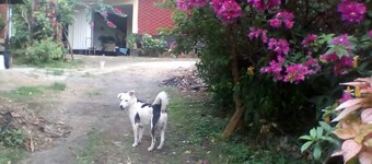 50 Years old House and one Acre Property