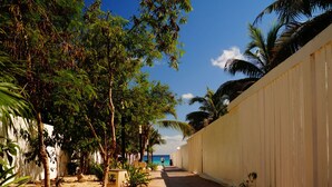 A pathway lined with trees and a palm tree, leading towards a beach.