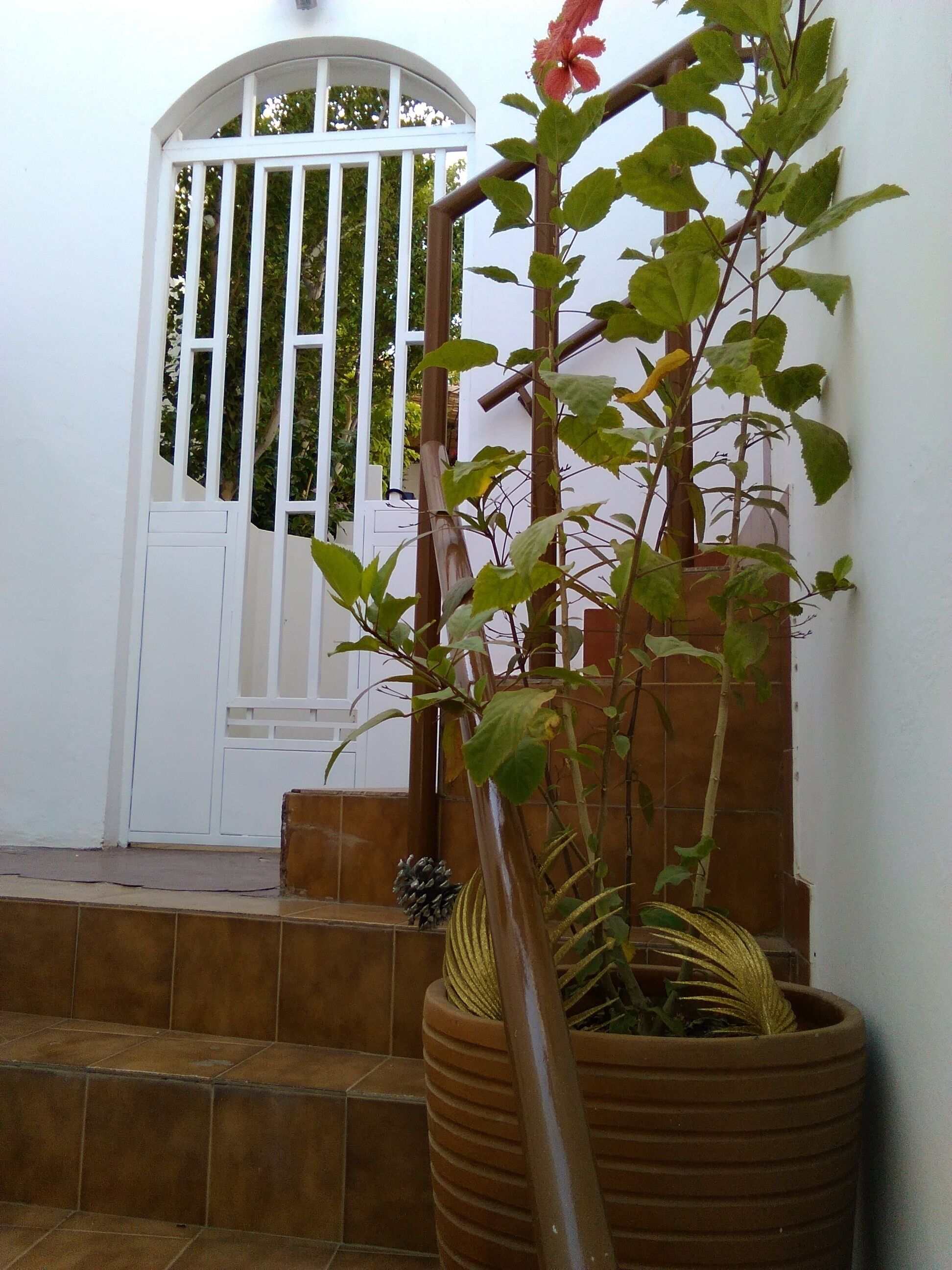 A potted plant with a red flower on a tiled staircase.