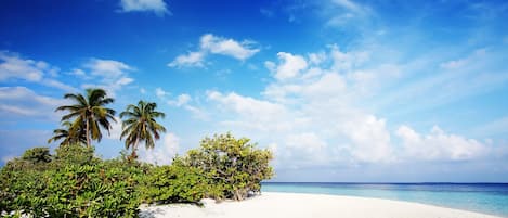 Une plage de sable blanc bordée d’une eau d’un bleu cristallin, de palmiers et d’une végétation luxuriante.