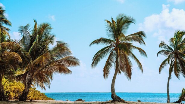 Una playa con palmeras y un cielo azul despejado.