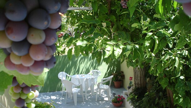 Um pátio com cadeiras e mesa de plástico branco, rodeado por vasos de plantas e uma parreira.