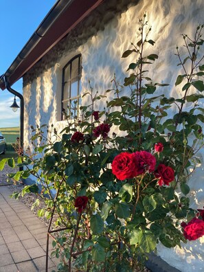 A building with a textured exterior wall, a window, and a garden with red roses. - Unique living in converted horse stable (Ystad V)
