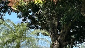 Ein großer Baum mit rosa Blüten und grünen Blättern, eine Palmenbaum und ein Blick auf ein Gewässer sowie Gebäude im Hintergrund.