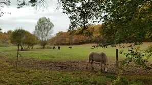 Property grounds - Hydrangeas suite, Bed and Breakfast in the GERS, the Magnas area (Magnas)