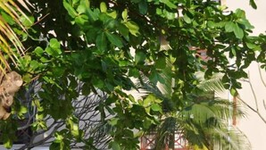 Eine Terrassenfläche mit Tisch und Stühlen, ein überdachter Sitzbereich und eine kleine Palme.