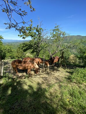 Terrain de l’hébergement 