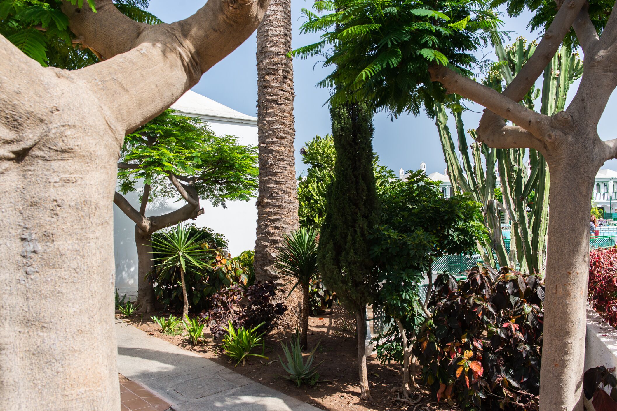 Un jardín con diversos árboles y plantas, incluyendo palmeras y un cactus.