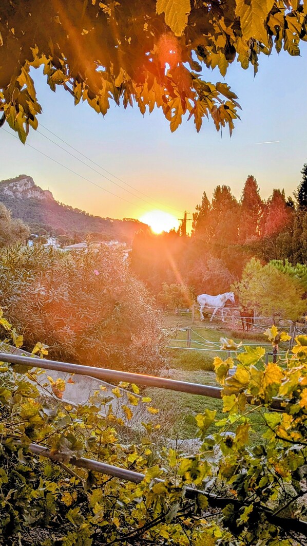 منوع