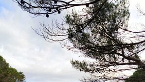 A rocky beach with a calm sea and a pine tree in the foreground. - Rural house for groups and hikers, nature and tranquility lovers. (La Torre Vella)