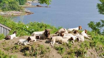 Un grupo de cabras descansando en una ladera con un cuerpo de agua al fondo.
