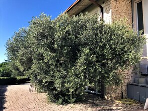 Courtyard - Valpolicella Hills (Negrar)