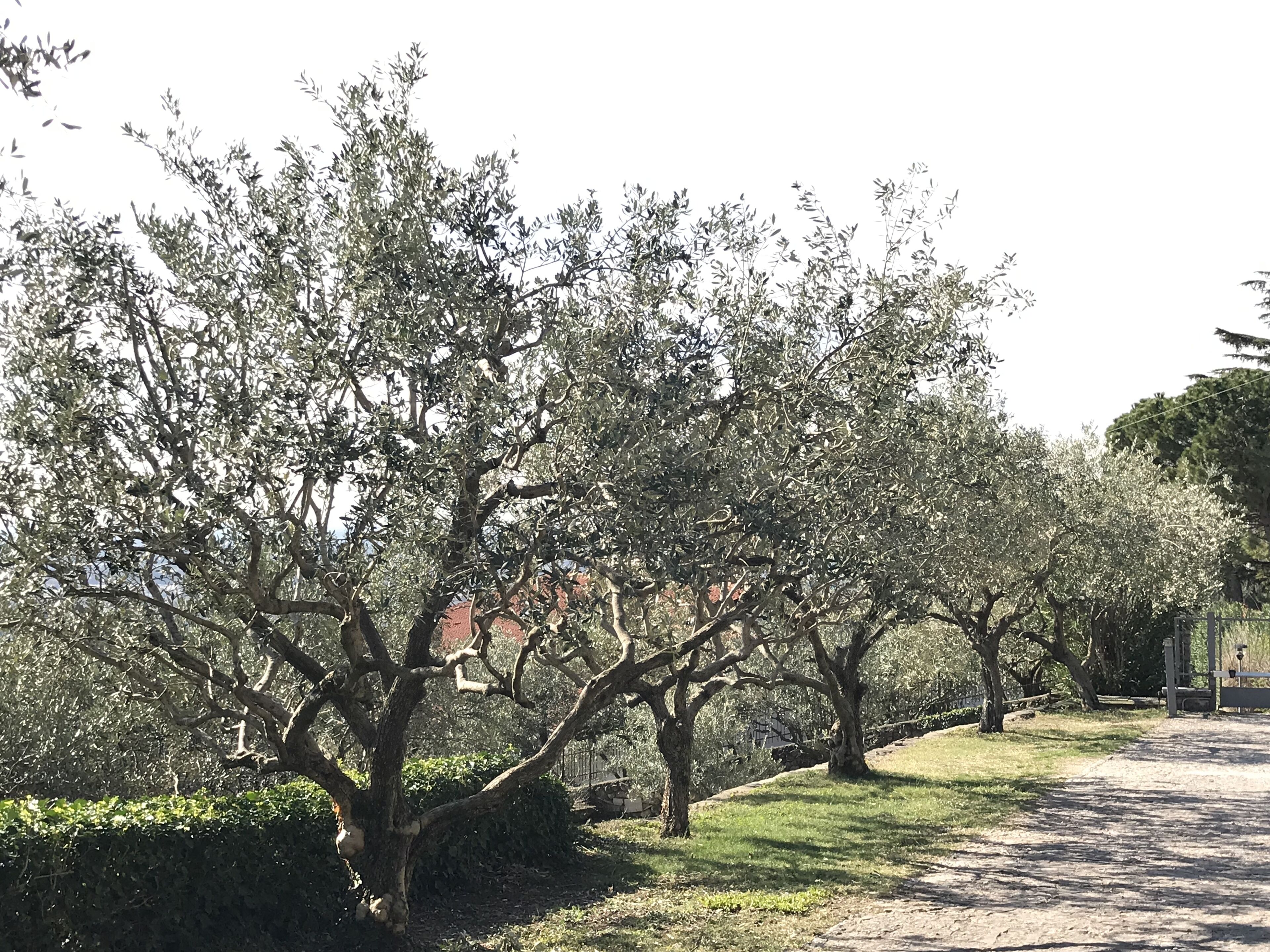 A pathway lined with trees, a hedge, and a building in the background.
