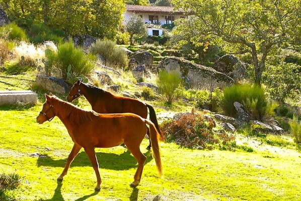 Two horses in a grassy field with a house in the background.