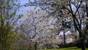 A grassy area with trees and a building in the background. - Chevannes: House with character (Chevannes)