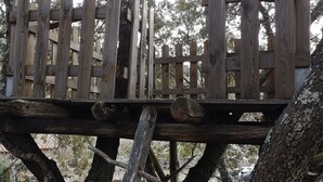 A wooden deck supported by trees, with a rustic wooden fence.