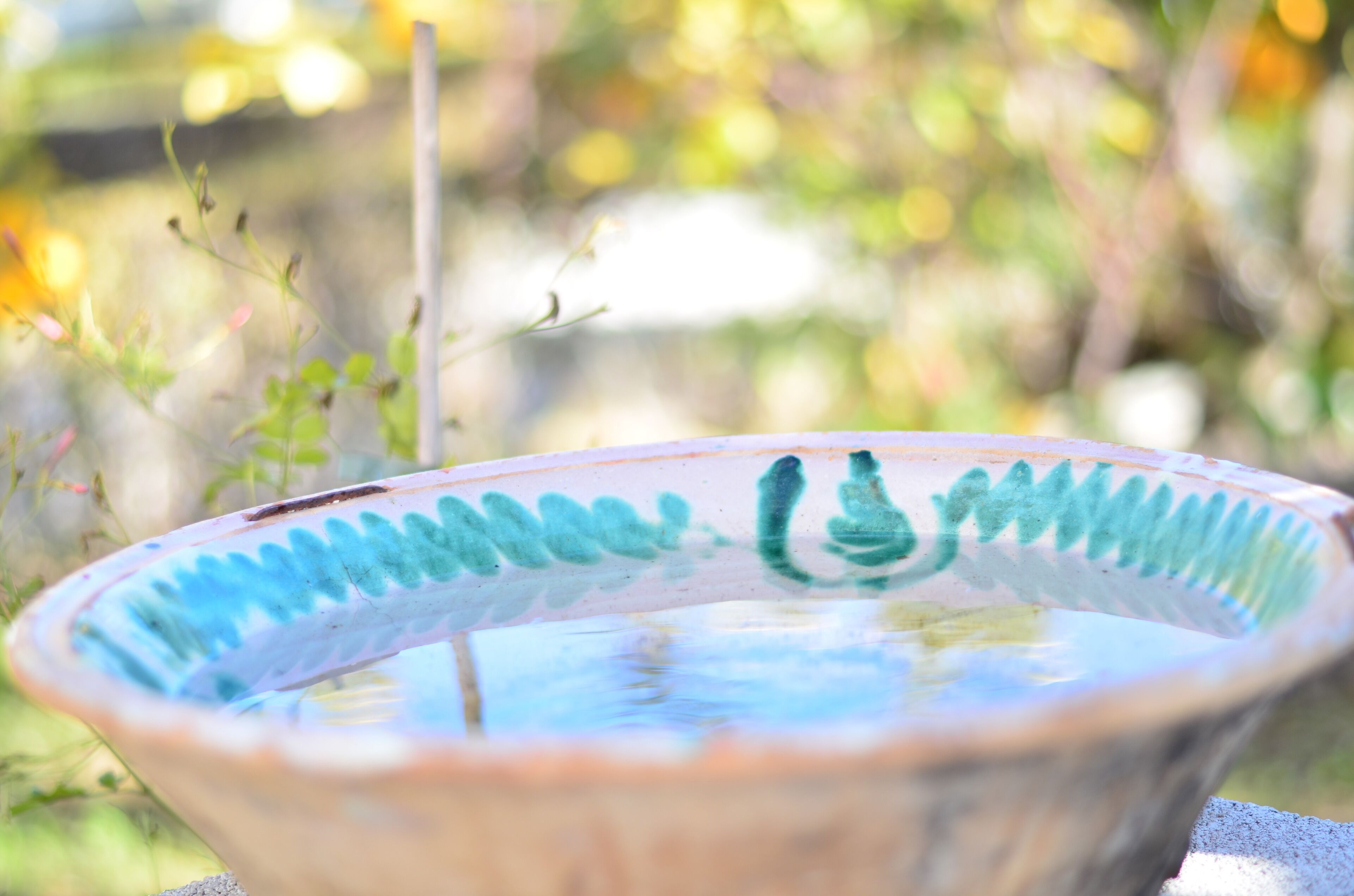 A ceramic bowl with a blue pattern, placed outdoors with a blurred background of greenery and sunlight.