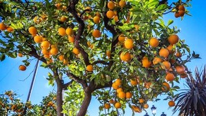 Un árbol con numerosas naranjas, un edificio blanco y un farol en el fondo.