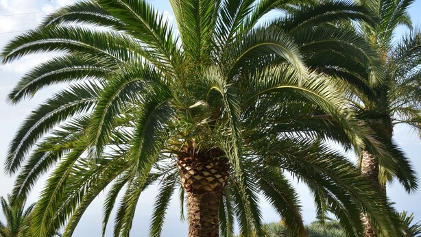 A garden with palm trees, a decorative metal sculpture, and various plants. - Wonderful Casa El Balcon Grande in La Orotava (La Orotava)