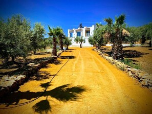 Property grounds - sea view villa immersed in olive grove (sciacca)