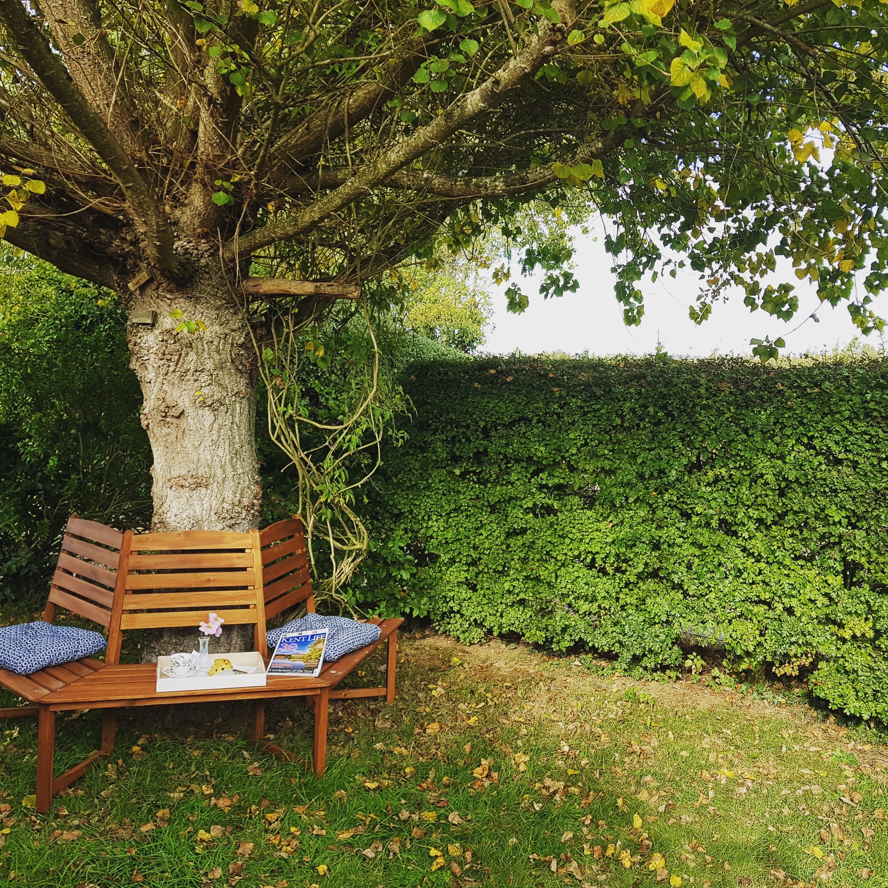 A wooden bench with cushions under a tree, a magazine, and a glass of water on the ground.