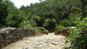 Un sendero de piedra que atraviesa un área boscosa, con un muro de piedra a un lado.