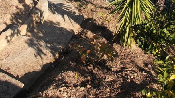 A pathway leading to a body of water surrounded by pine trees.