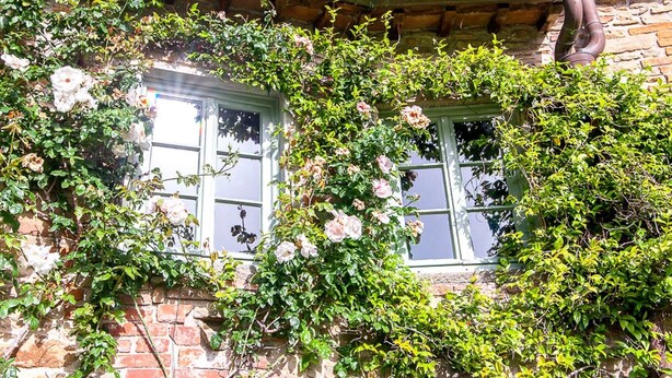 Un edificio de piedra con dos ventanas parcialmente cubiertas por plantas trepadoras y flores.