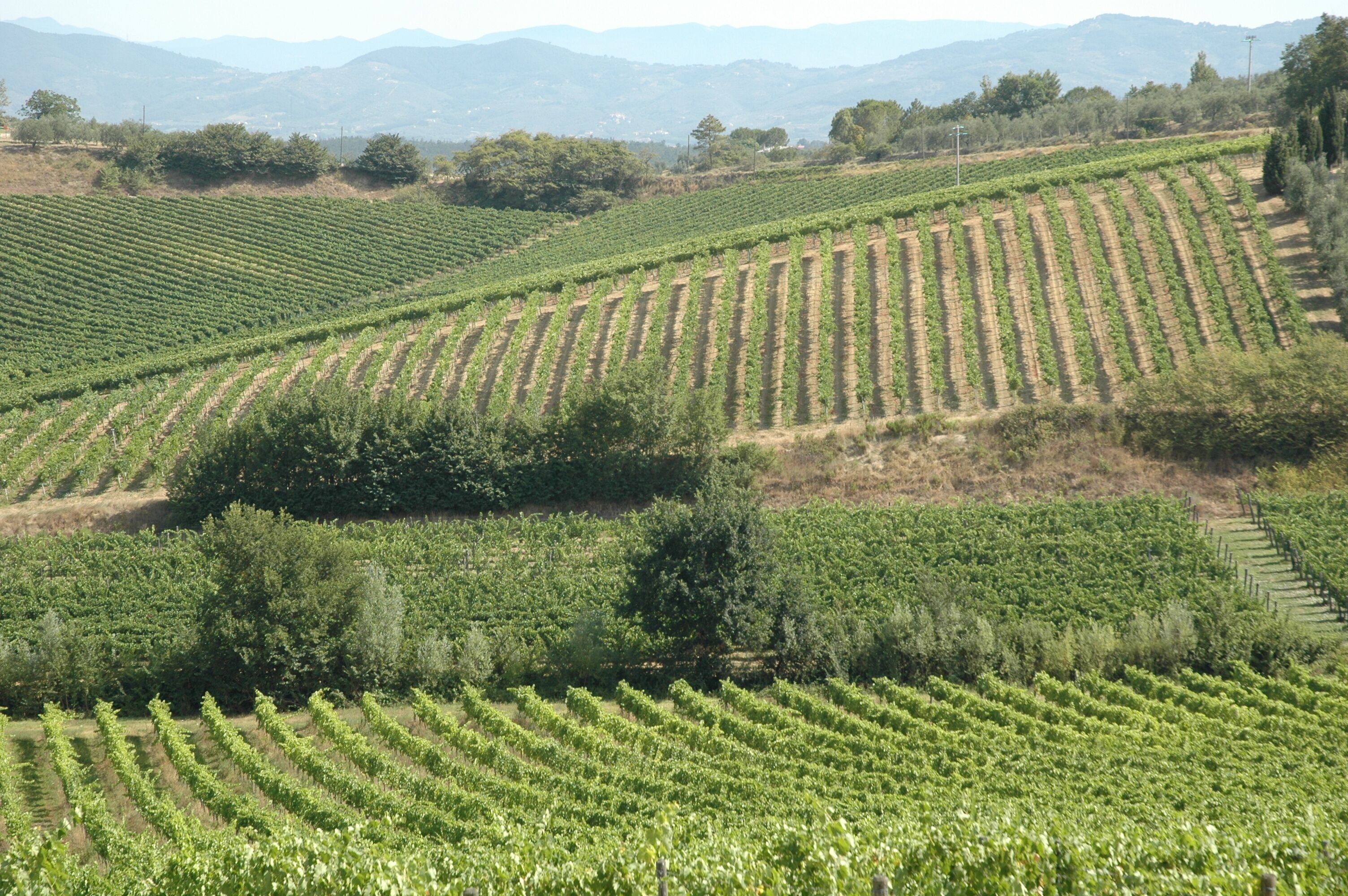 A vineyard with rows of grapevines.