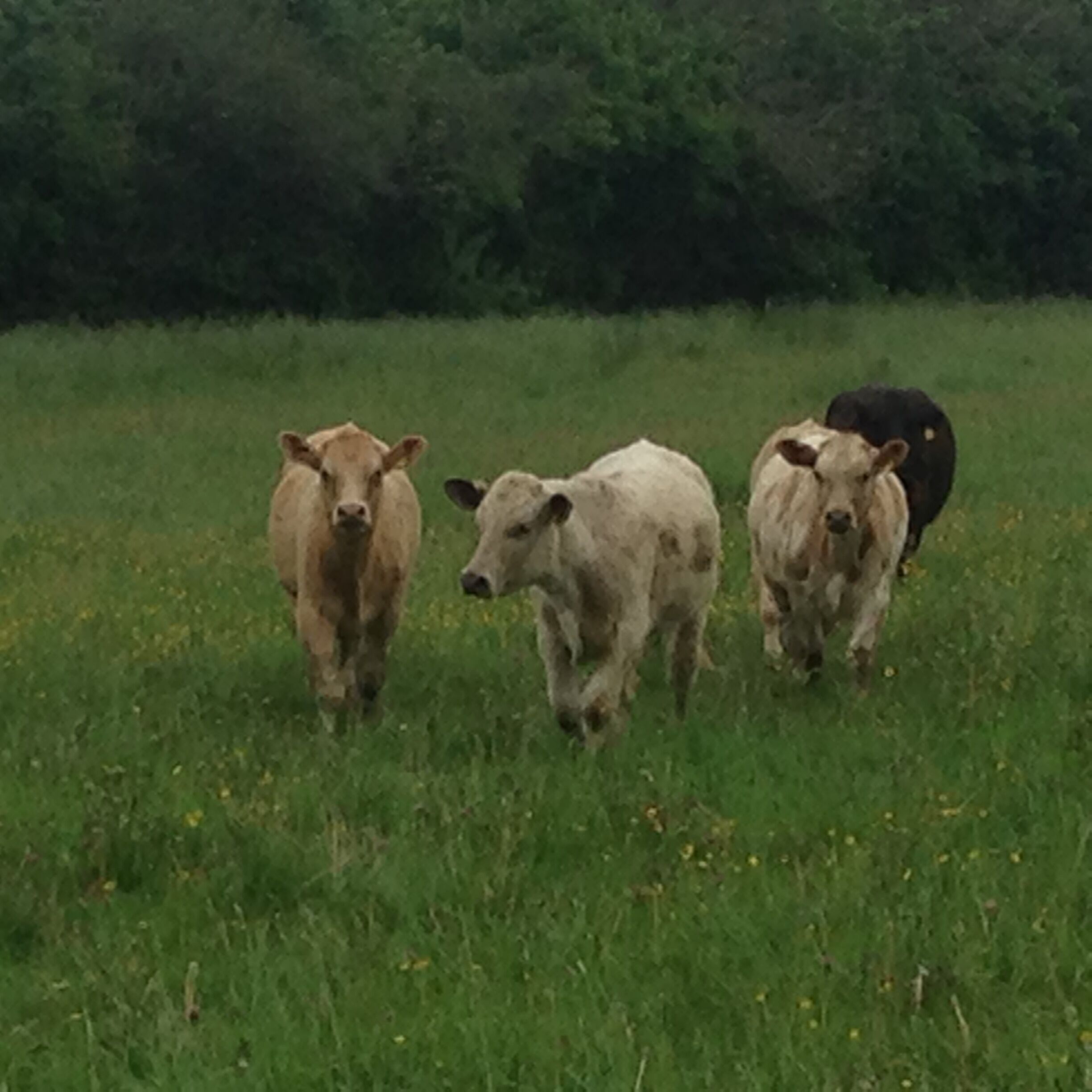 Three cows walking in a grassy field.