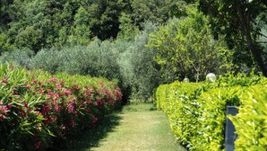 Un sendero serpentea por un jardín con setos podados y arbustos en flor.