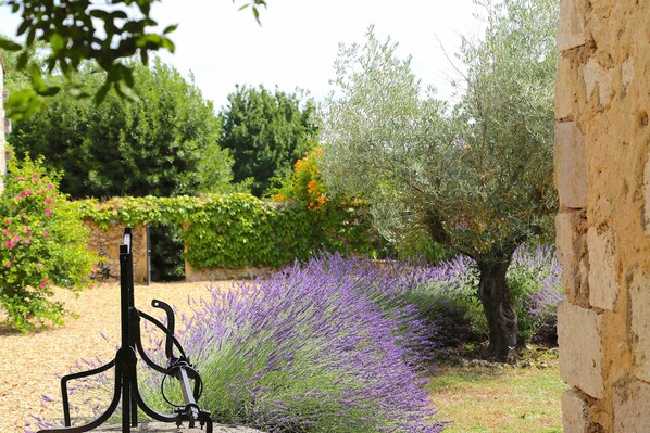 A garden with a bench, a stone wall, and various plants including lavender.