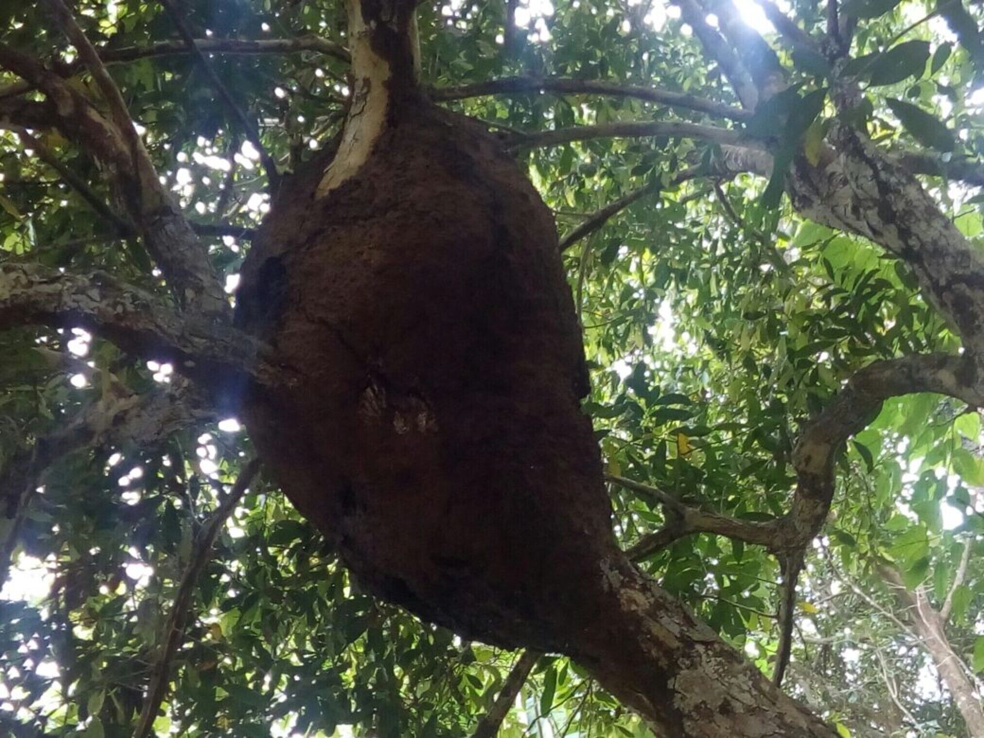 Un arbre doté d’un tronc volumineux, de couleur sombre et à l’écorce rugueuse, ainsi que d’un feuillage vert et dense.