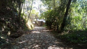 A cobblestone path through a forested area with trees on both sides. - Eco Hotel El Refugio, In the mountains but near the sea. - ROOM 8 (PLUMA HIDALGO)