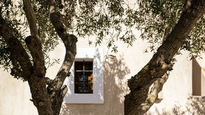 Un arbre dont le tronc présente une structure particulière, entouré d’un bac en métal circulaire rempli de pierres, le tout placé devant un bâtiment doté d’une fenêtre.