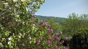 Property grounds - Apartment in Farmhouse (Cortona)