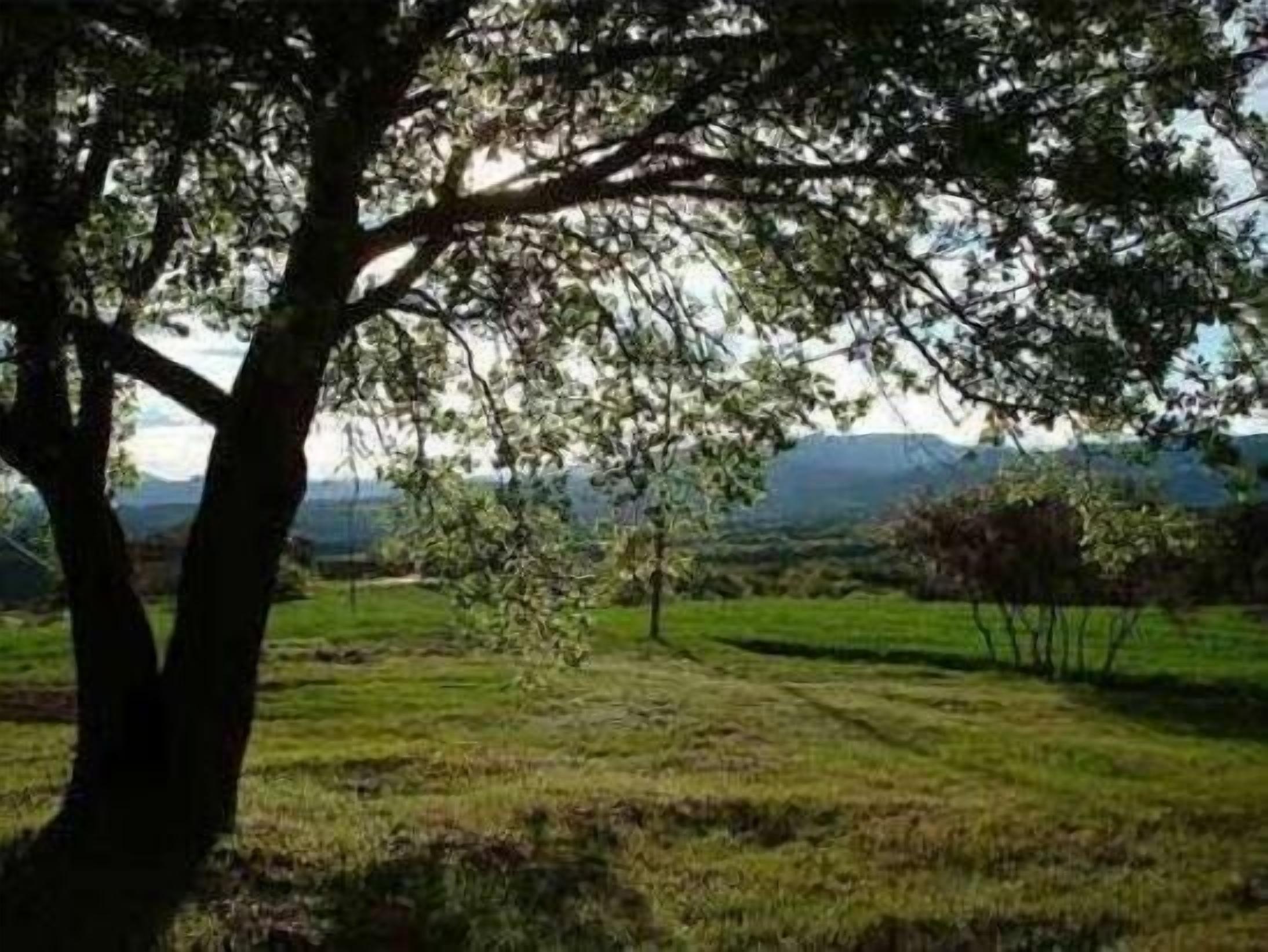 A tree in a grassy field with a mountain in the background.