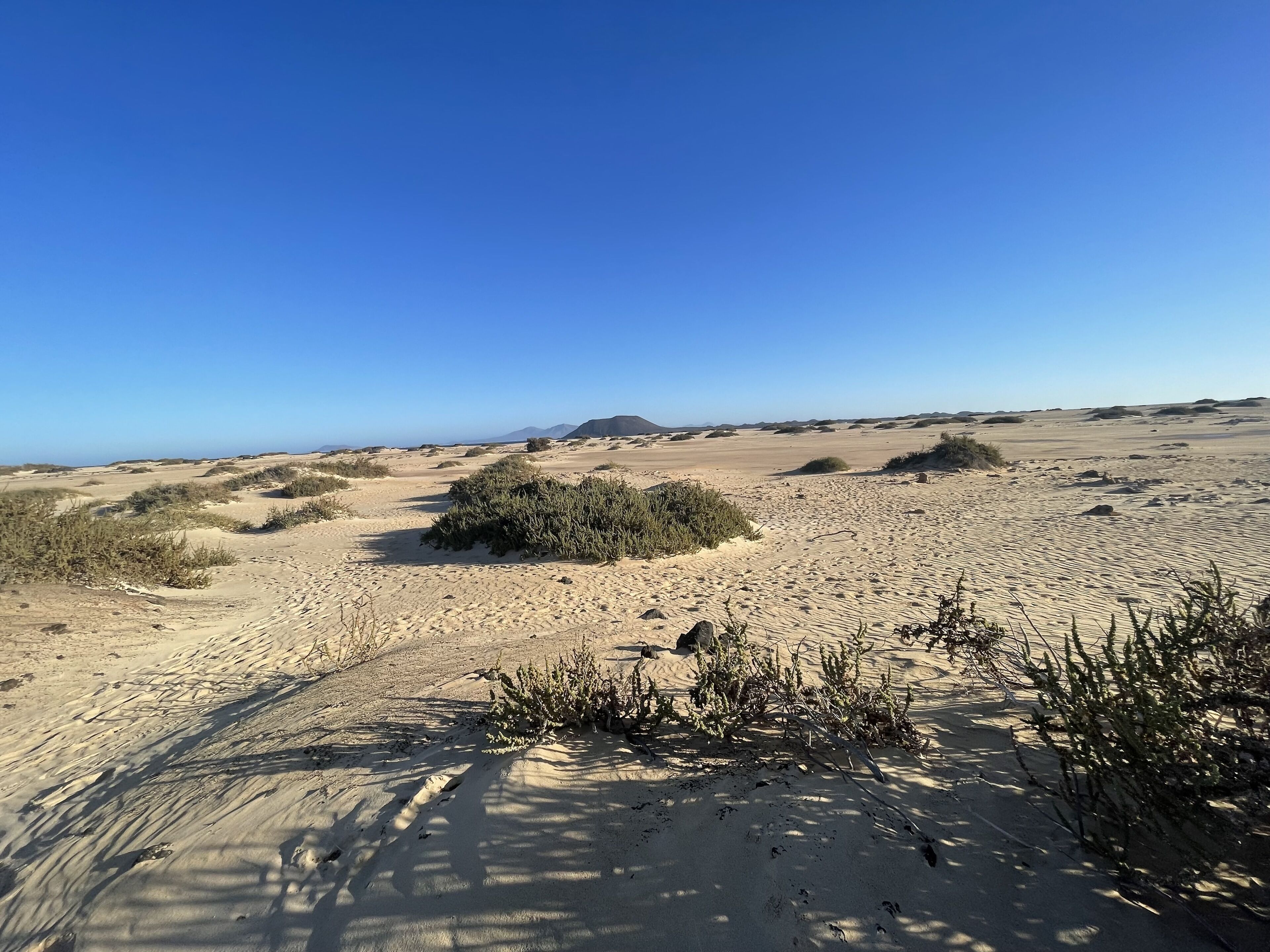 Et ørkenlandskab med sparsom vegetation og fjerne bjerge under en klar blå himmel.