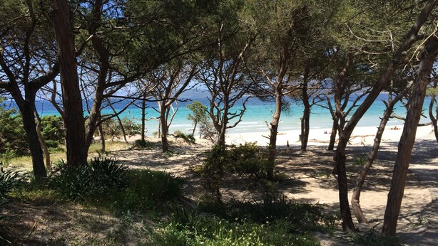 A beach with trees and a clear view of the sea. - Villa with pool surrounded by olive groves. With sea view.Casa in campagna.  (Alghero)