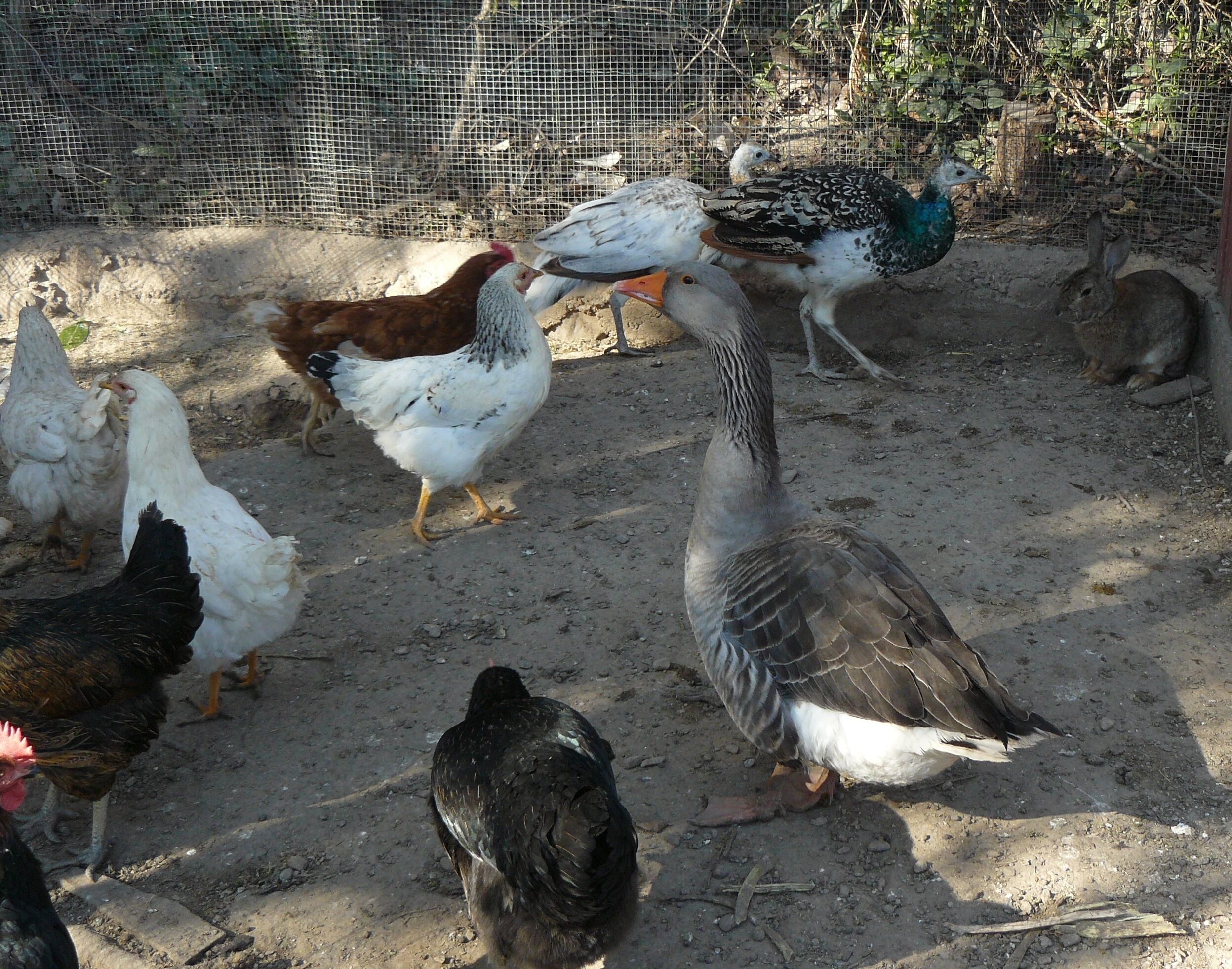 Un grupo de aves, entre gallinas y gansos, en un área exterior cercada con suelo de tierra.