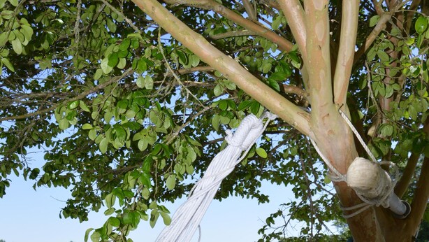 Un hamac est attaché à un arbre sur une terrasse en bois, d’où l’on peut admirer un champ verdoyant et, au loin, une clôture en bois.