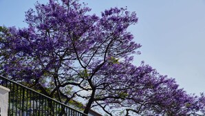 A tree with purple flowers, a metal railing, and a building in the background. - Funchal Carvalhal Old Town (Funchal)