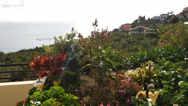 A balcony with a variety of potted plants and flowers, overlooking a coastal area with houses in the background. - Esmee Apartment, Big Terrace with Sea View! (Arco Da Calheta)