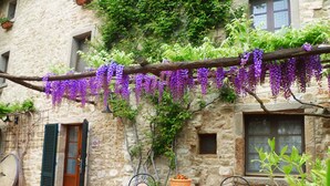 Ein Steinhaus mit rustikalem Charme, mit einer Pergola, die von lila Glyzinien überwuchert ist, einem Tisch mit Stühlen und einem Blumentopf.