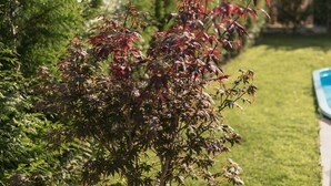 A small tree with red leaves in a garden area with a pool in the background. - House with garden and pool 5 minutes from the beaches (boiro)