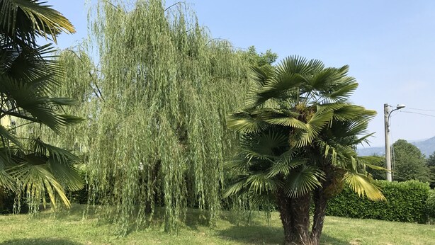 A grassy area with a weeping willow tree and a palm tree. - Just 4 km from Arona, in Meina Villa, surrounded by greenery with views of Lake Maggiore and Rocca Angela. (Pisano)