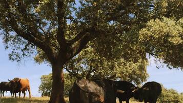 Jardines del alojamiento
