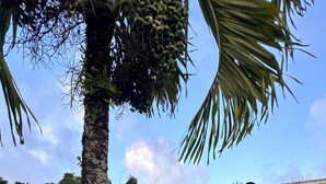 A house with a white exterior and green shutters, surrounded by a grassy yard with a palm tree. - 🌴 Creole house in the heart of the Martinique countryside (Gros-Morne)