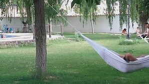 Un hamac est suspendu entre deux arbres dans une zone herbeuse, avec une piscine et des personnes à l’arrière-plan.