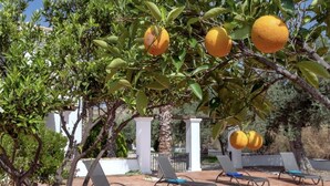 A patio area with sun loungers and a tree bearing lemons. - Stunning private rural Villa in the Lecrin Valley, Granada with 7mx4m pool (Melegís)